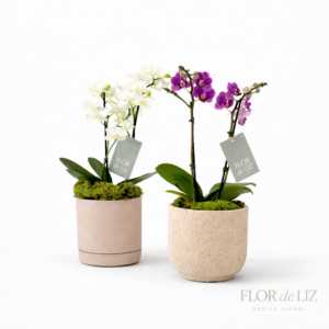 Orquídea Mini em cerâmica importada