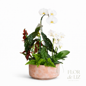 Jardim de Orquídea Mini e Cascata