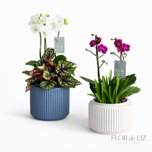 Jardim de Mini Orquídea na Cerâmica