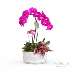 Jardim de Orquídeas Cascatas