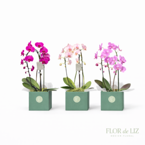 Orquídea Cascata no Cachepot Kraft