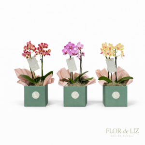 Mini orquídea no Cachepot Kraft