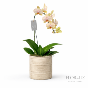 Orquídea Cascata em Cerâmica Importada