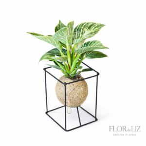Kokedama com Suporte de Ferro
