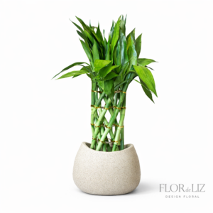 Bambu da Sorte no Cachepot Decorativo