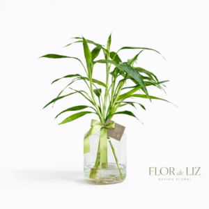 Bambu da Sorte no Vaso de Vidro