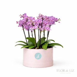 Flower Box de Orquideas Premium